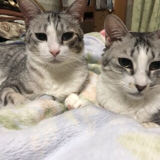 雨の中捨てられてた２匹の家族になってください