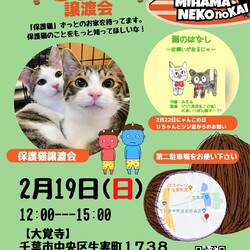 ねこの譲渡会 サムネイル1