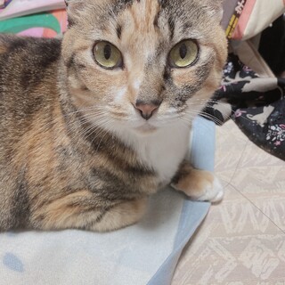 まんまるおめめひとなれバツグンごまちゃん❤️