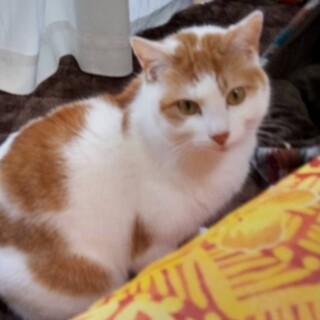 ♪ルンタッタ♪歩きの男の子【少し臆病】