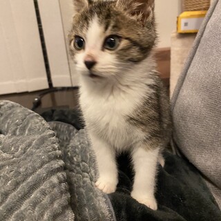 可愛いキジシロ男の子 2ヶ月