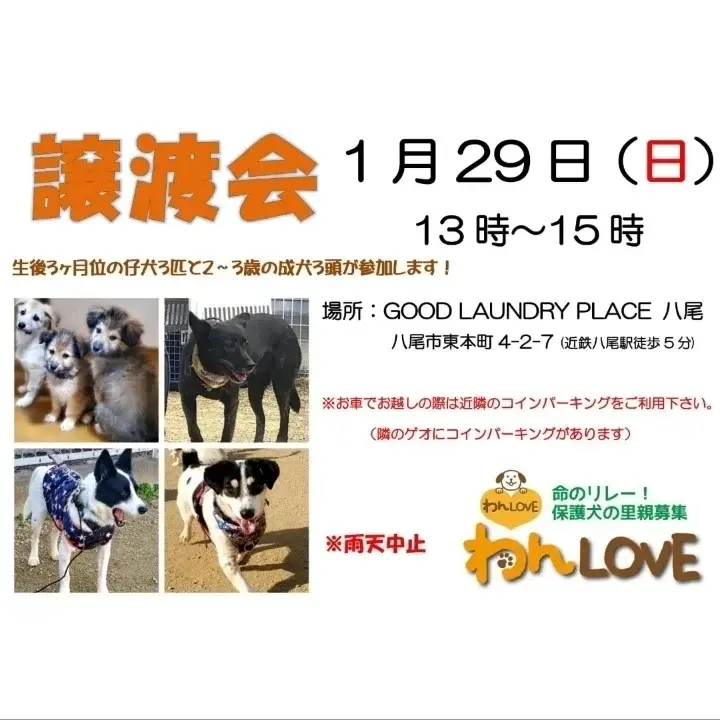 可愛すぎて悶えてしまう【カフェちゃん】３ヶ月位 サムネイル7