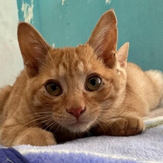 2/5荒川区譲渡会参加　セサミ　随時お見合い可能