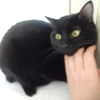 圧迫排尿が必要な黒猫の男の子