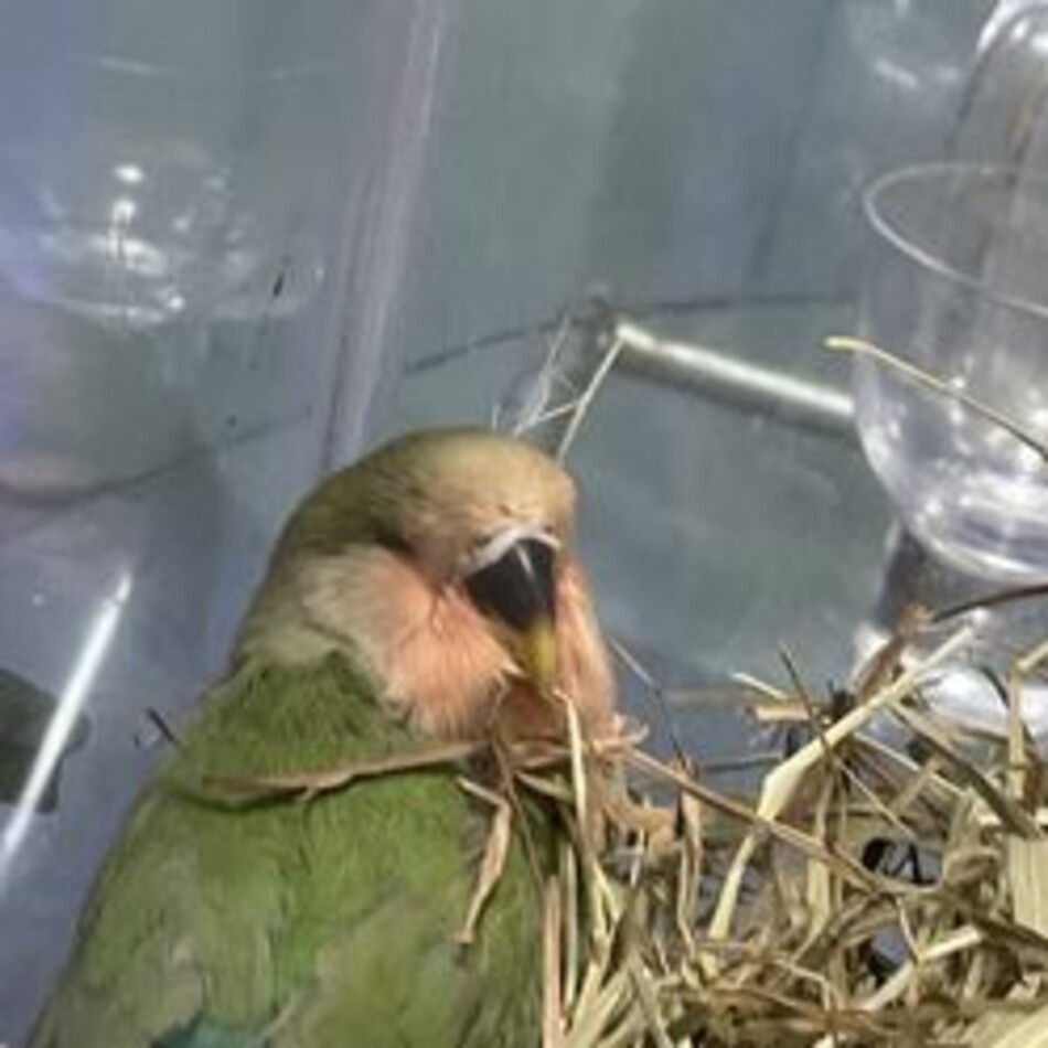 ララのカバー写真