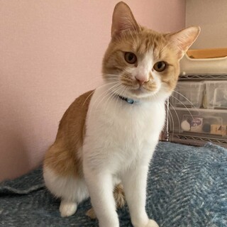 慎重な性格、馴れると甘えん坊★ラニくん