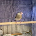 文鳥の里親募集です。