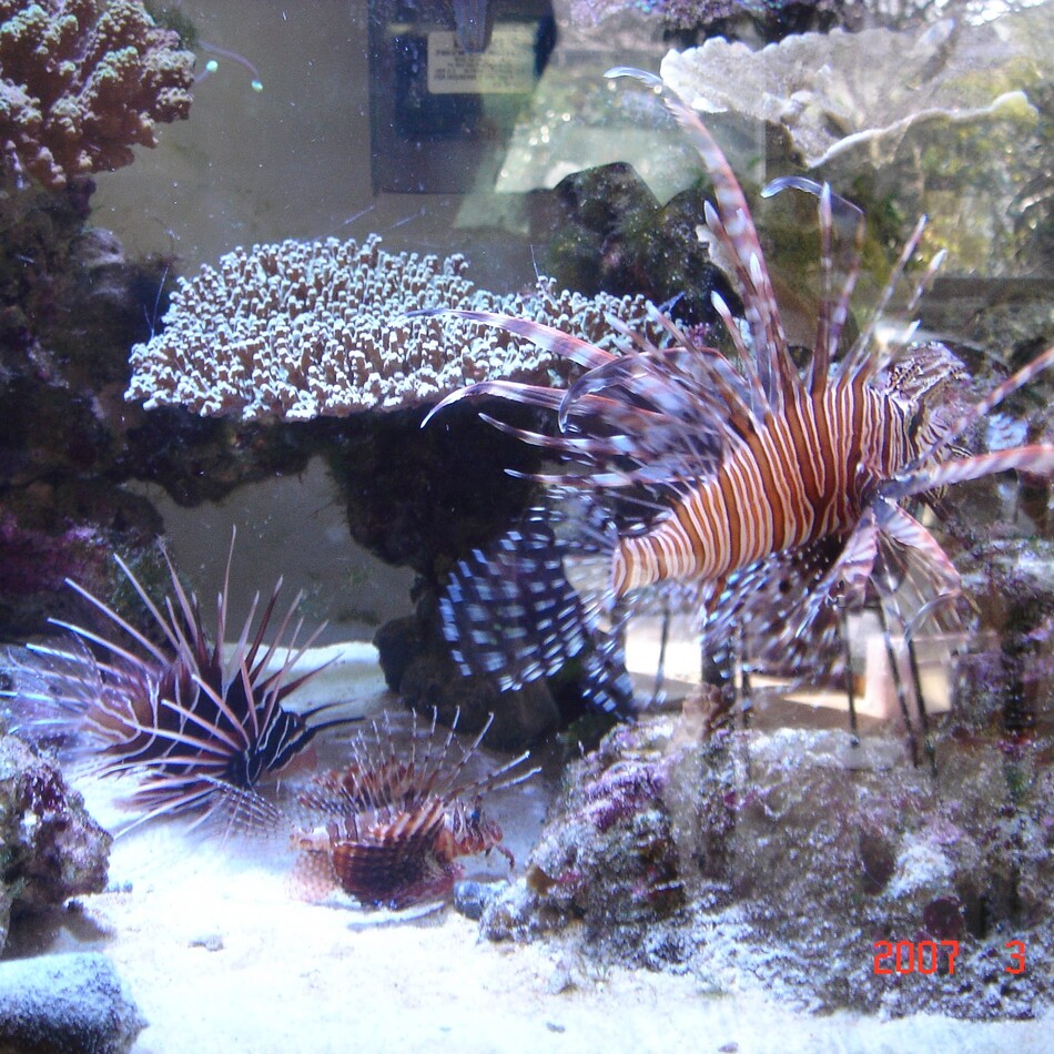 熱帯魚たちのカバー写真