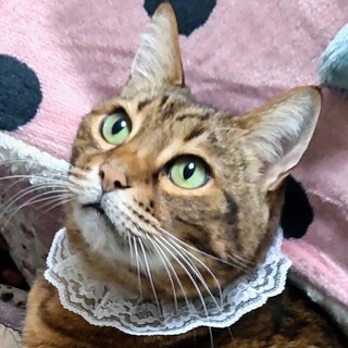 人馴れ抜群！ぽっちゃりなベンガル♡マリアちゃん