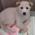 センターからレスキューしたので終了【プティ】