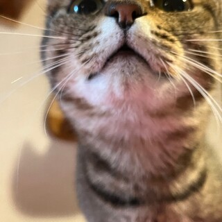 ツンデレ可愛いはーしーちゃん【飛騨】