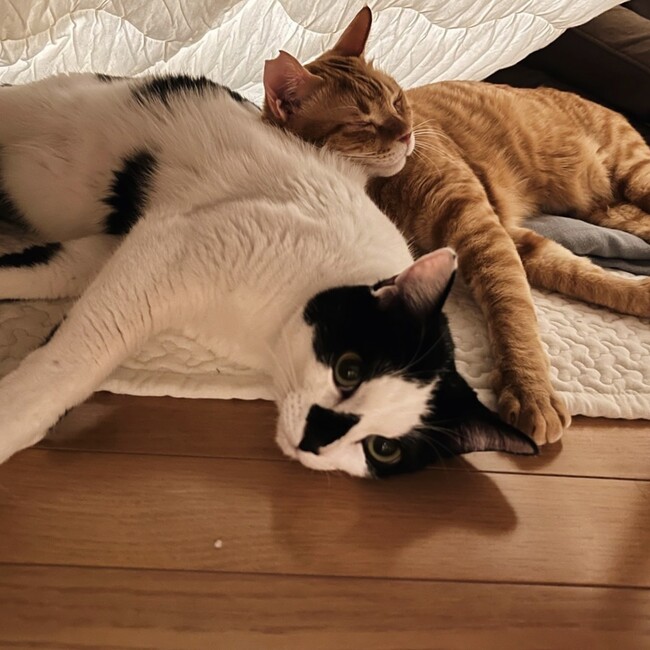 っしゃのカバー写真