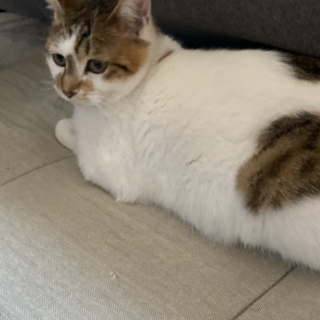 可愛いくて人懐こい、三毛の女の子の里親募集