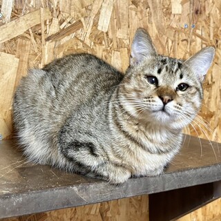 おもちゃで遊ぶのが好き★パパちゃん