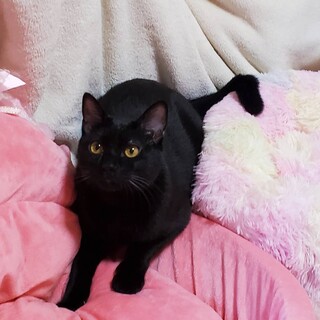 成猫さんが大好き♡あんちゃん