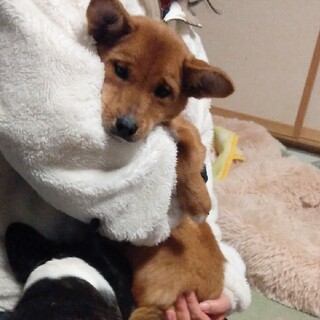 可愛いくてお転婆なクッキーちゃん