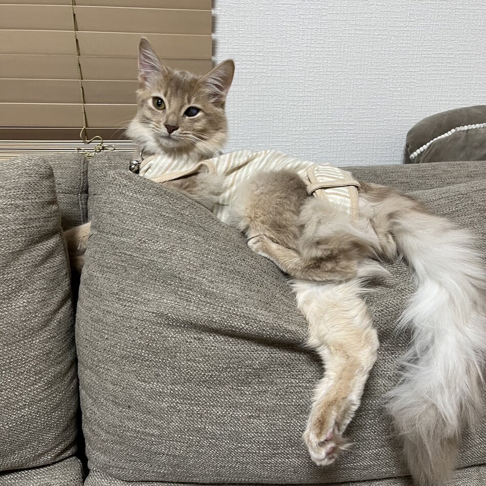 ルーモのカバー写真