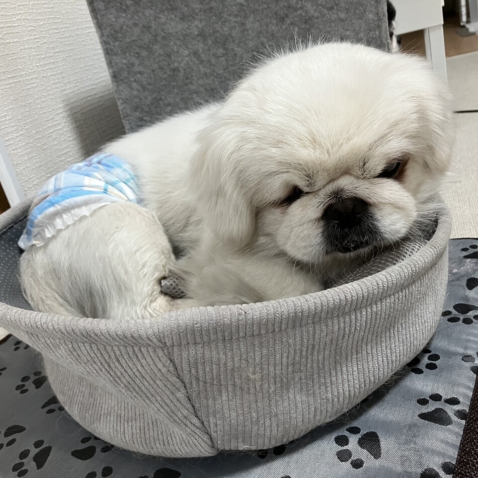 だいふくのカバー写真