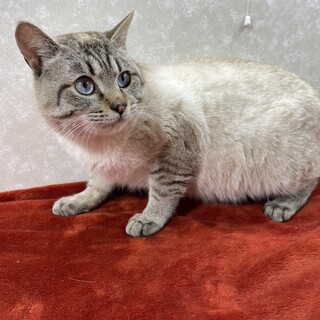 とても穏やかな性格で話相手に最適！そら豆