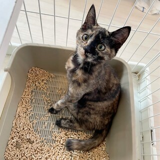 4ヶ月人懐っいサビちゃん