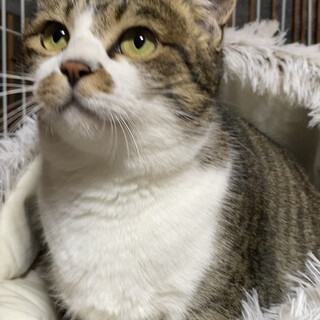 人間大好き！穏やかで甘えん坊