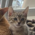 元気な2ヶ月の男の子