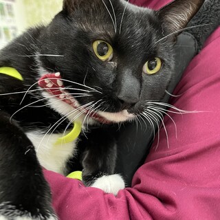 里親決定。ジョーカー君去勢済