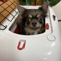 ちょっと怖がりなチワワのヌクくん☆
