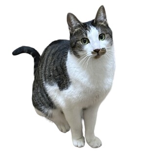 The・ツンデレの男の子