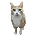とっても甘えたなハチワレ茶トラ
