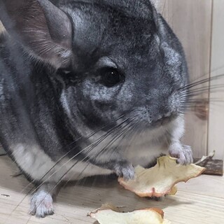 ごまちゃん　チンチラ(グレー)　男の子　１歳半