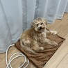 の写真