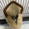 モモンガ