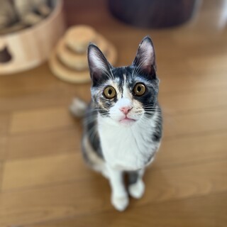 パステル三毛のニナ