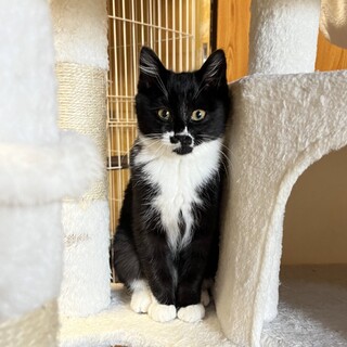 《動画あり》人馴れしました！むくむく白黒子猫