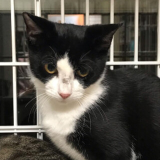 キリっとイケにゃん！ハチワレ鳴門くん♂８か月