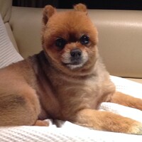 つばさ