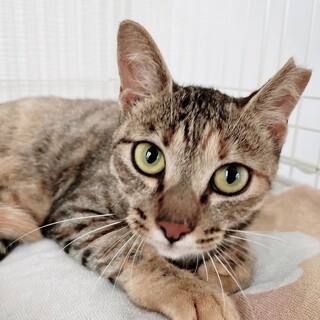 ねむ、里親さま決定！ありがとうございました♥️