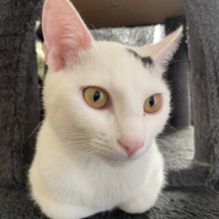 シッポだけ三毛猫のリリィちゃん♂７か月