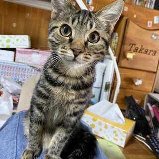 玄武、里親さま決定！ありがとうございました♥️