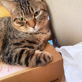 緊急！大人しくお昼寝大好きレオくん