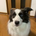 ボーダーコリーの里親様を募集しております
