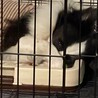 ボーダーコリーの里親様を募集しております サムネイル2