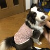 ボーダーコリーの里親様を募集しております サムネイル3