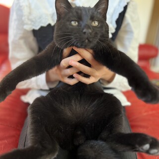 ベタベタの甘えんぼうナイトくん
