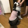 ボーダーコリーの里親様を募集しております サムネイル4