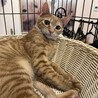 スリムな茶トラの男の子　エイ君 サムネイル3