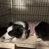 ボーダーコリーの里親様を募集しております サムネイル5