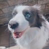 ボーダーコリーの里親様を募集しております サムネイル6