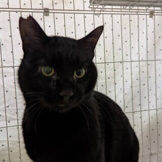 5.9キロ！立派な黒猫♂左之助」神奈川県 - 猫の里親募集(446115